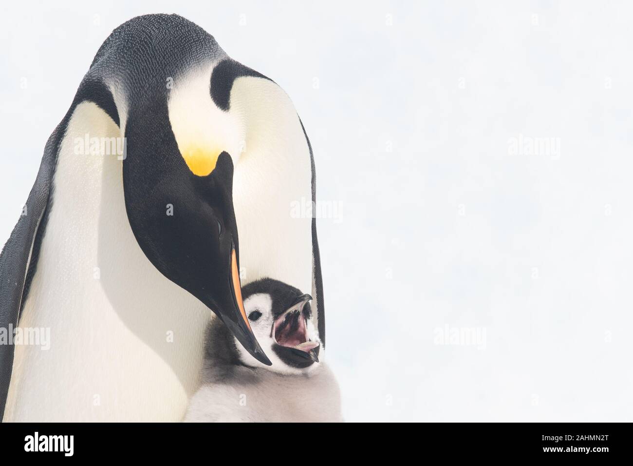 Manchots empereurs à snow hill, l'Antarctique Banque D'Images