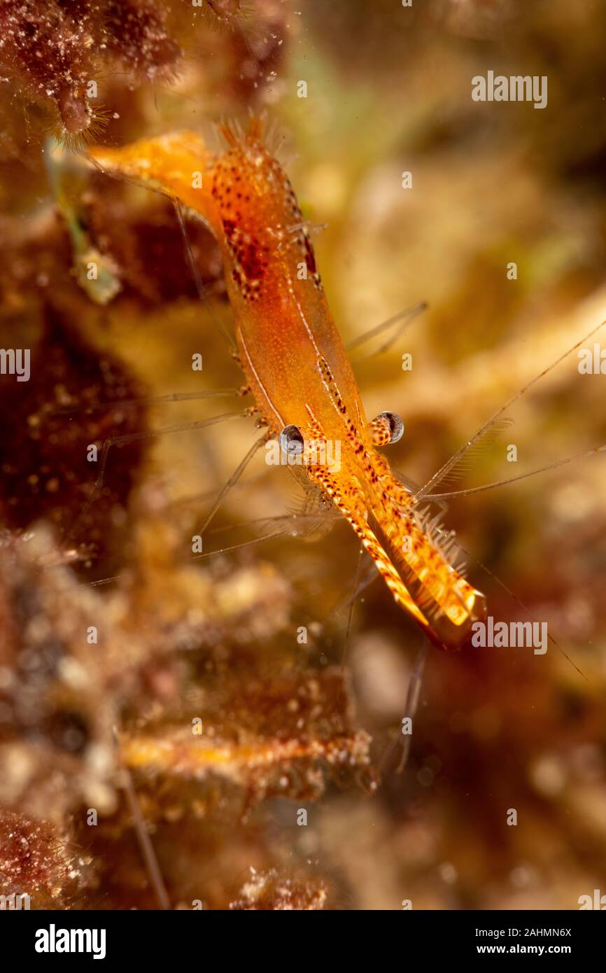 Long Nez, crevettes Crevettes Donald Duck, la longueur du corps de 20 mm environ, Leander plumosus Banque D'Images