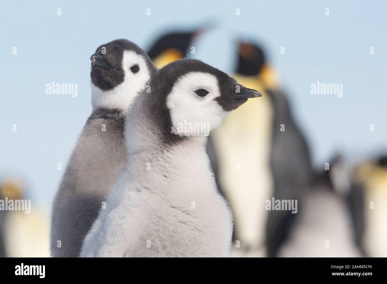 Manchots empereurs à snow hill, l'Antarctique Banque D'Images