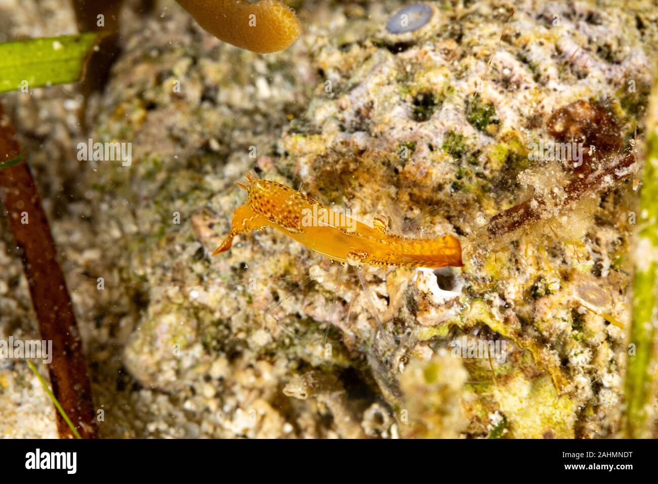 Long Nez, crevettes Crevettes Donald Duck, la longueur du corps de 20 mm environ, Leander plumosus Banque D'Images