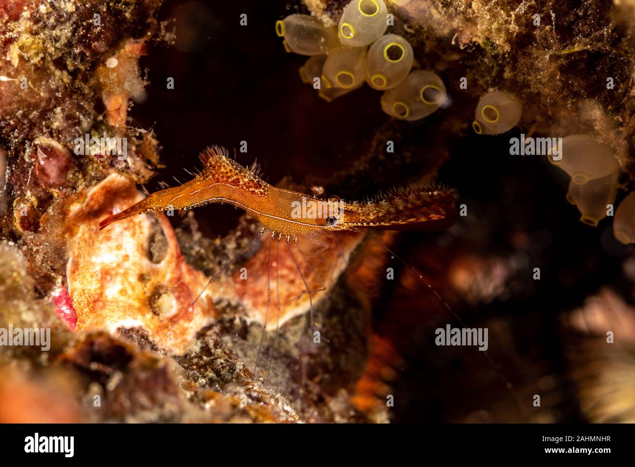 Long Nez, crevettes Crevettes Donald Duck, la longueur du corps de 20 mm environ, Leander plumosus Banque D'Images