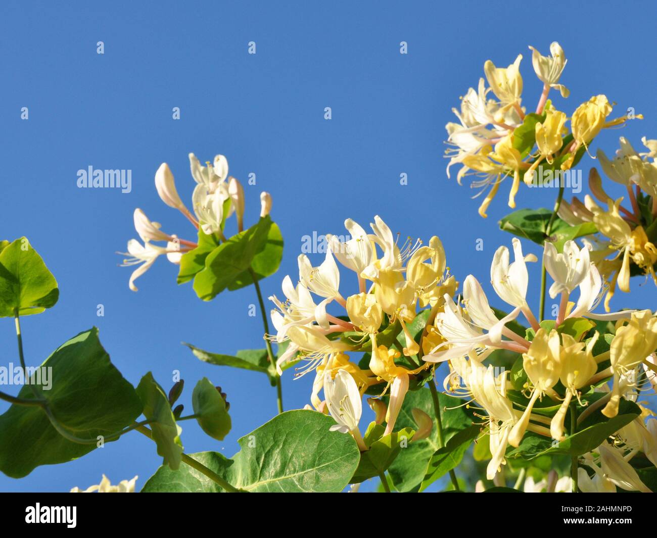 Honeysucle fleurs sur fond de ciel bleu Banque D'Images