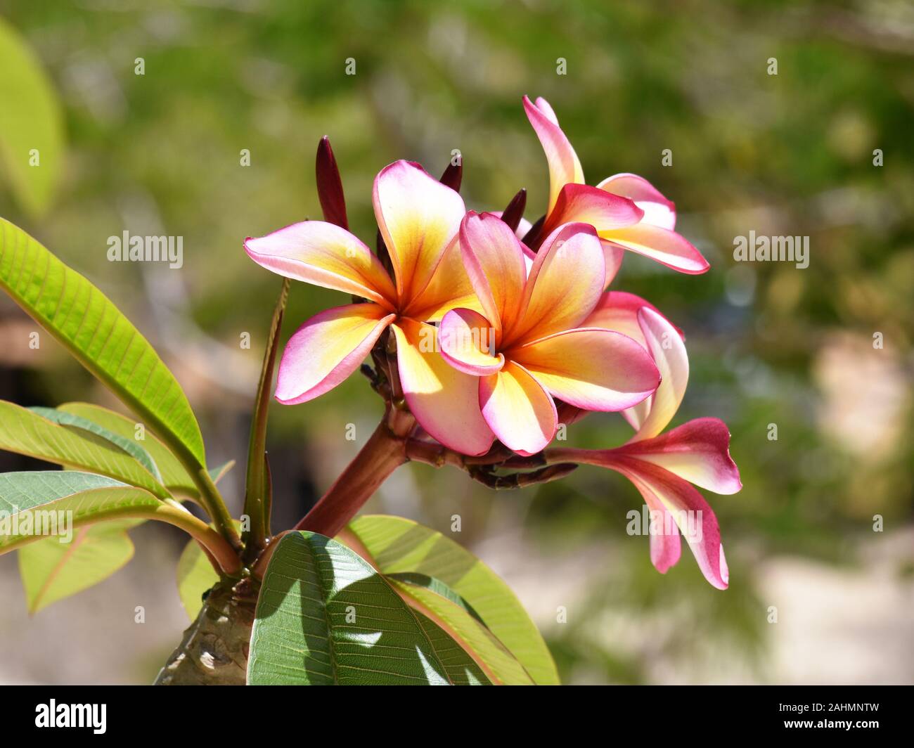 Fleurs de frangipanier rose et jaune Photo Stock - Alamy