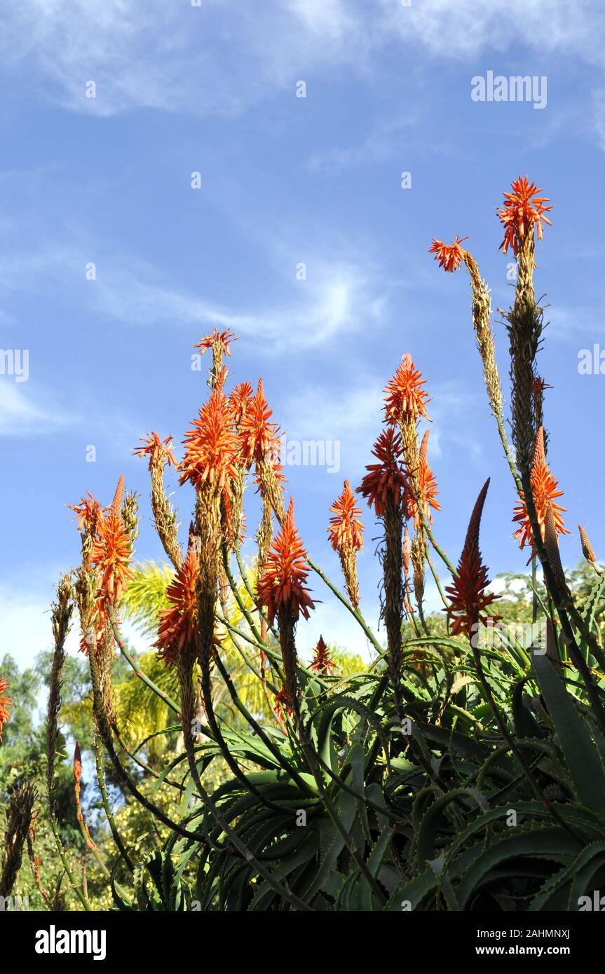 Gros plan sur la floraison des plantes d'Aloès avec des fleurs orange Banque D'Images
