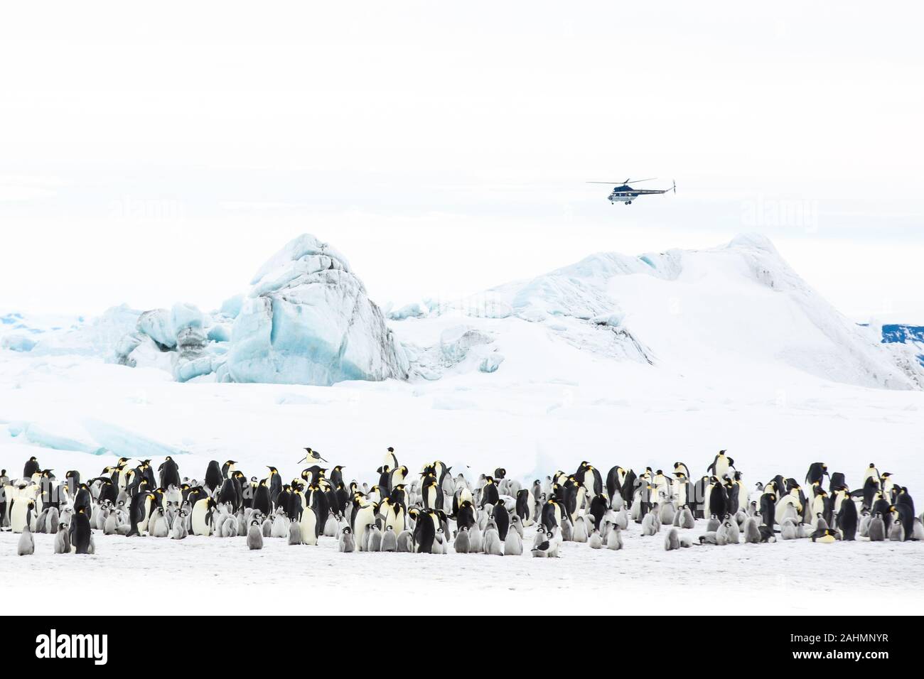 Manchots empereurs à snow hill, l'Antarctique Banque D'Images