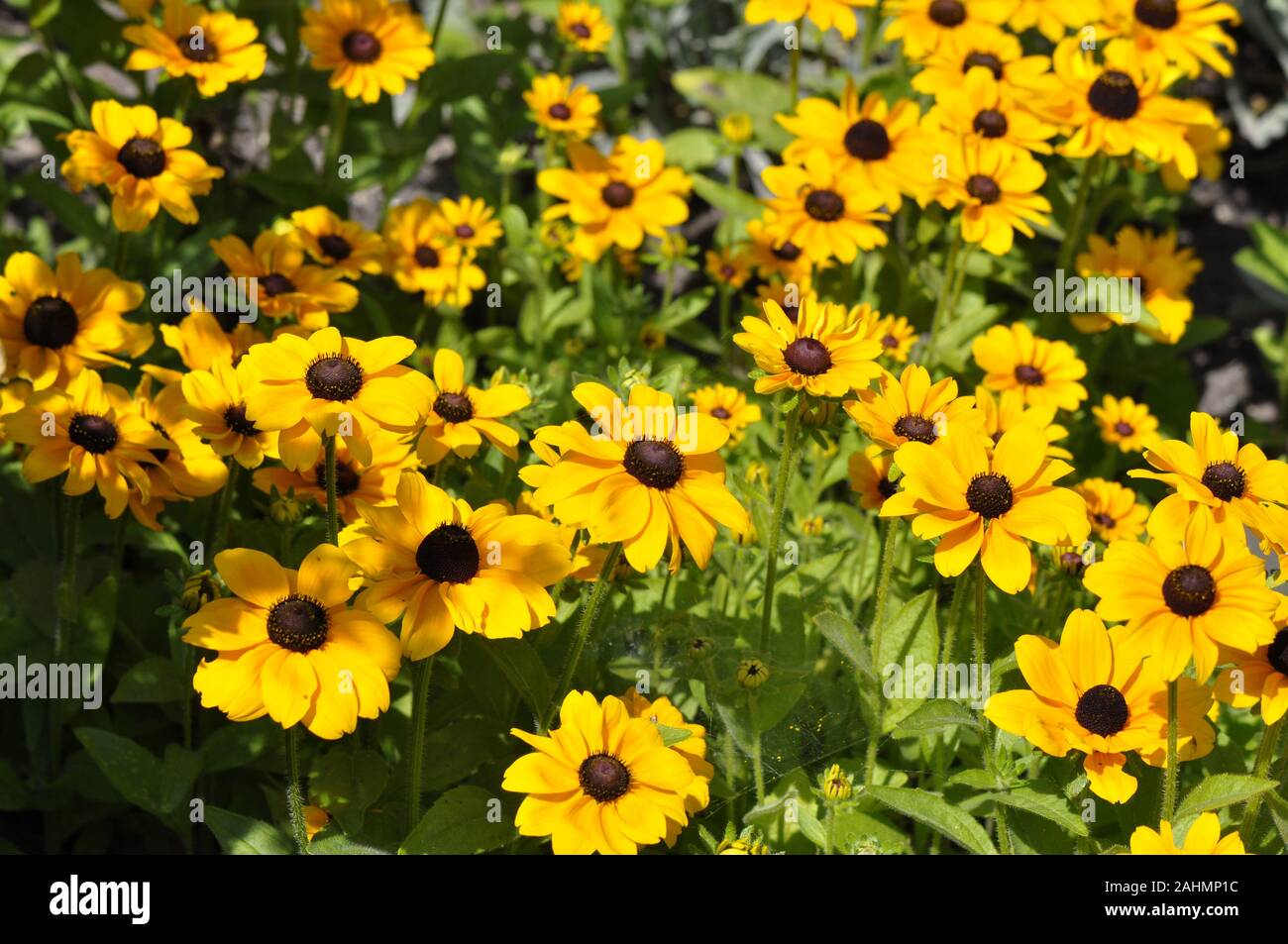 Black-eyed Susan Rudbeckia hirta fleurs Tournesol jaune Banque D'Images