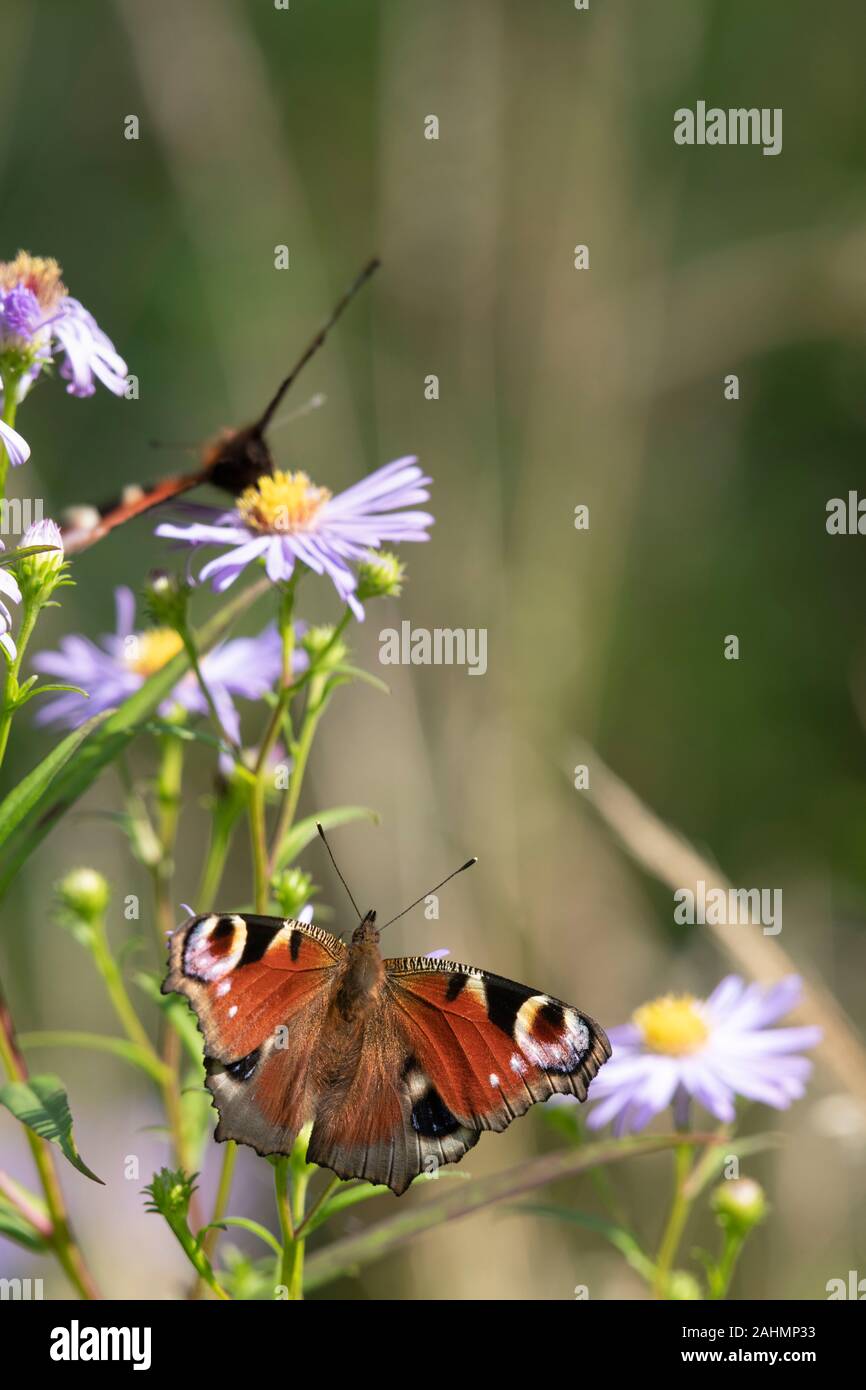 Deux papillons de paon (Aglais IO) se nourrissant de Michaelmas Daisies (Symphyotrichum Novi-Belgii) en été Banque D'Images