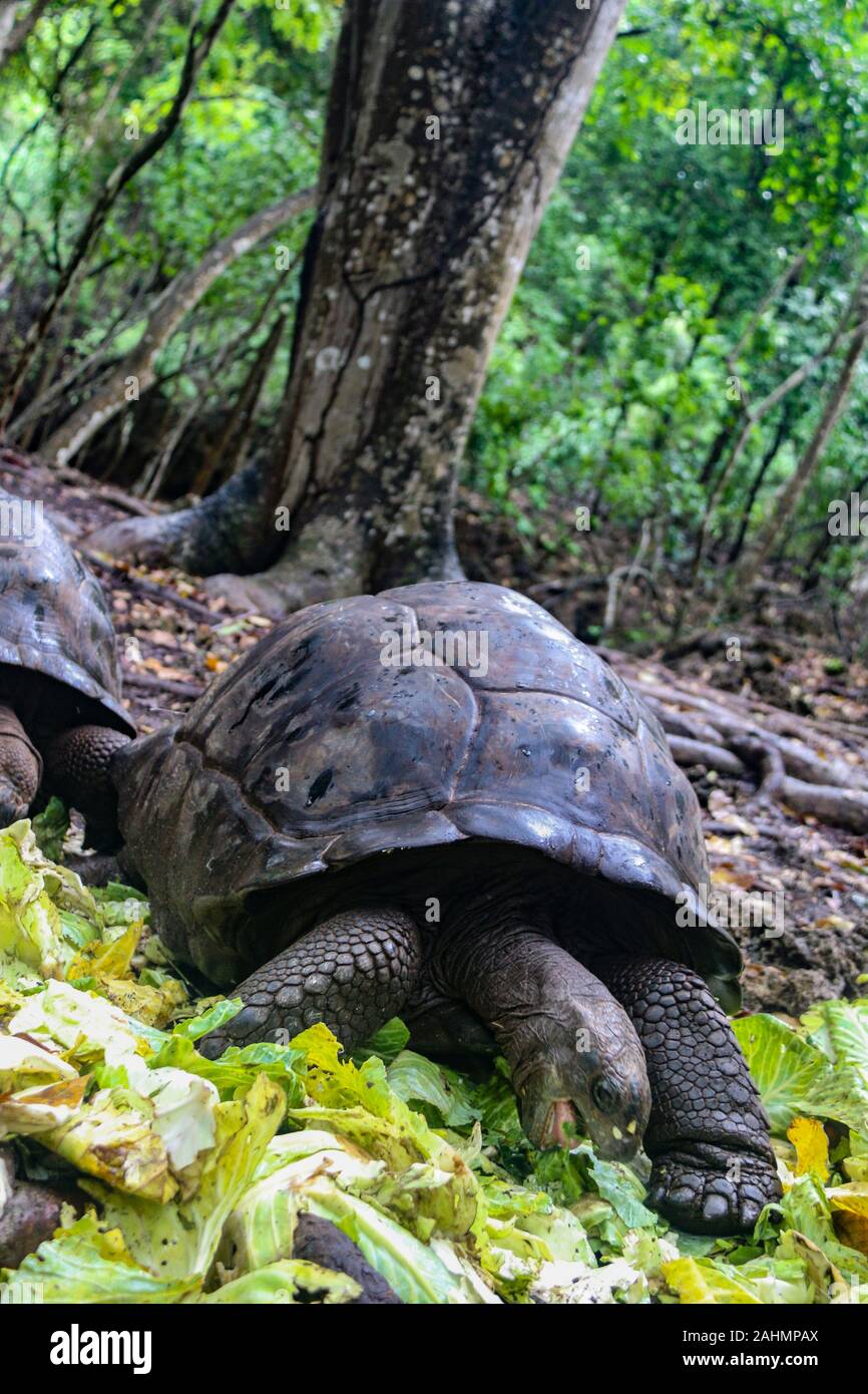 La tortue géante d'Aldabra (Aldabrachelys gigantea) sur l'île de prison, Zanzibar, Tanzanie, Afrique de l'Est Banque D'Images