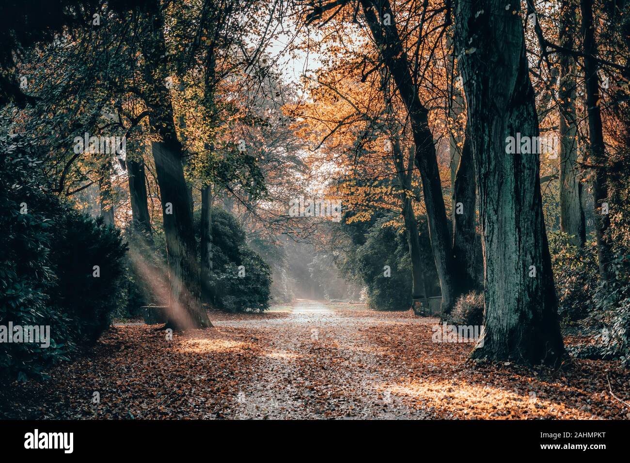 Morning sun light ray brille à travers les feuilles jaunes dans l'allée du cimetière Ohlsdorf en automne, Hamburg City, Allemagne Banque D'Images