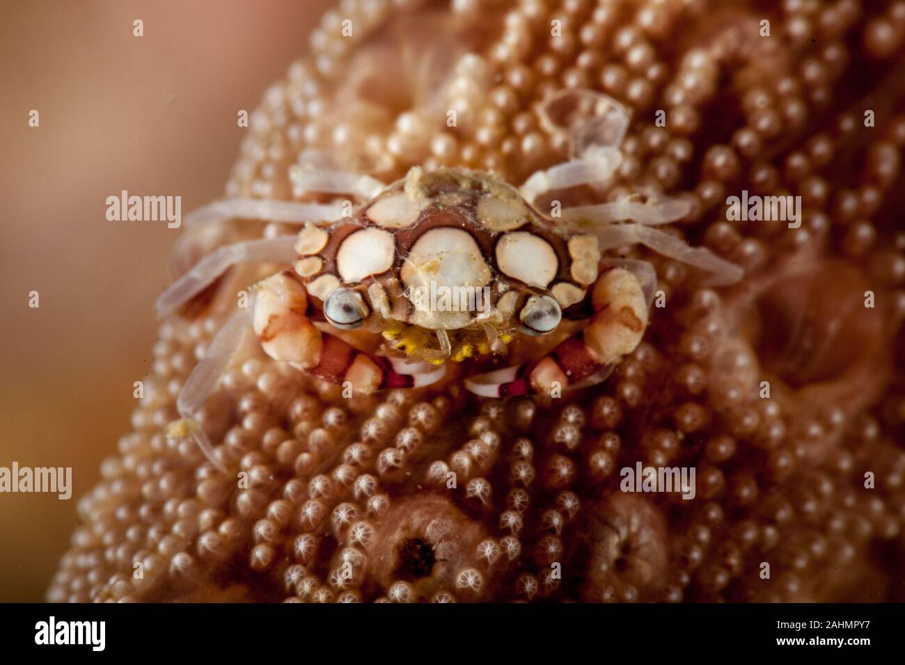 Crabe, Lissocarcinus laevis arlequin Banque D'Images