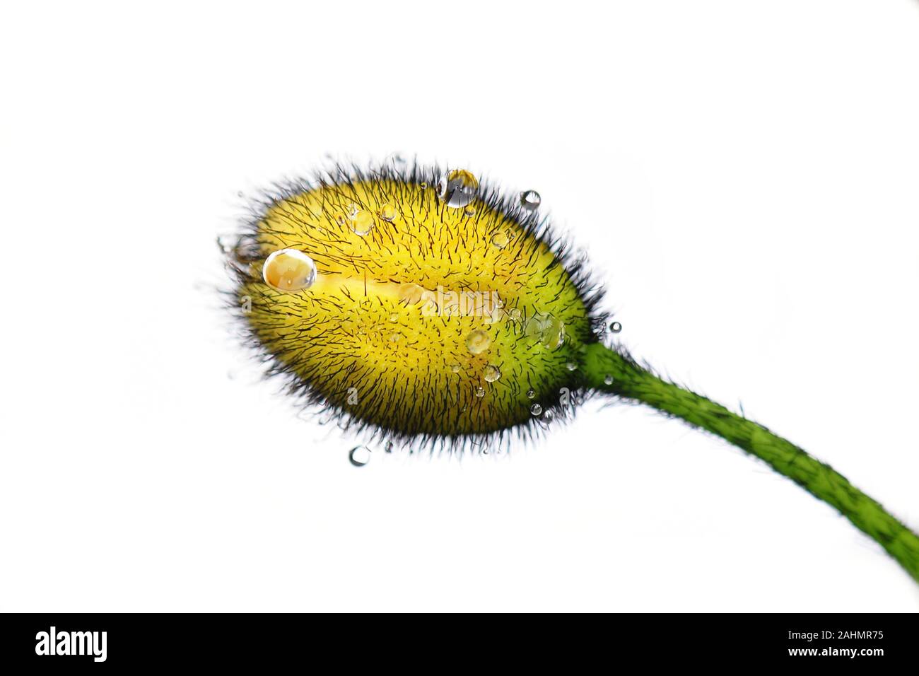 Poppy bud isolé sur fond blanc Banque D'Images