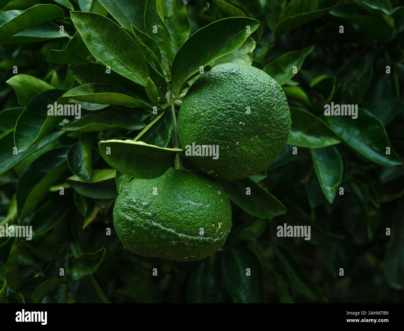 Les oranges vertes non mûres accroché sur une branche Banque D'Images