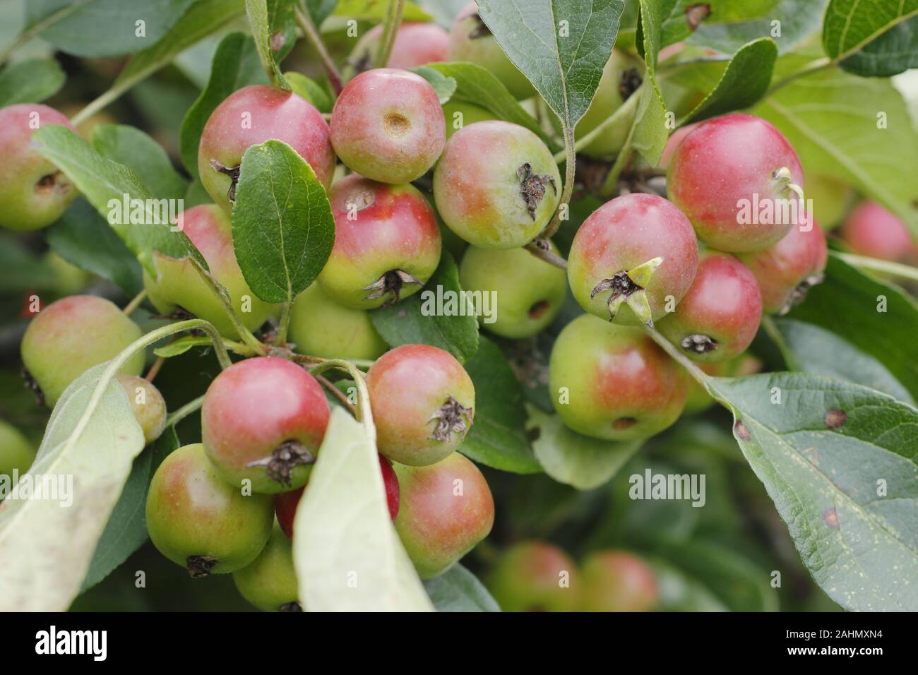 Malus 'Admiration' crabe fruits apple en septembre. UK. Également appelé Malus 'Adirondack'. Aga Banque D'Images