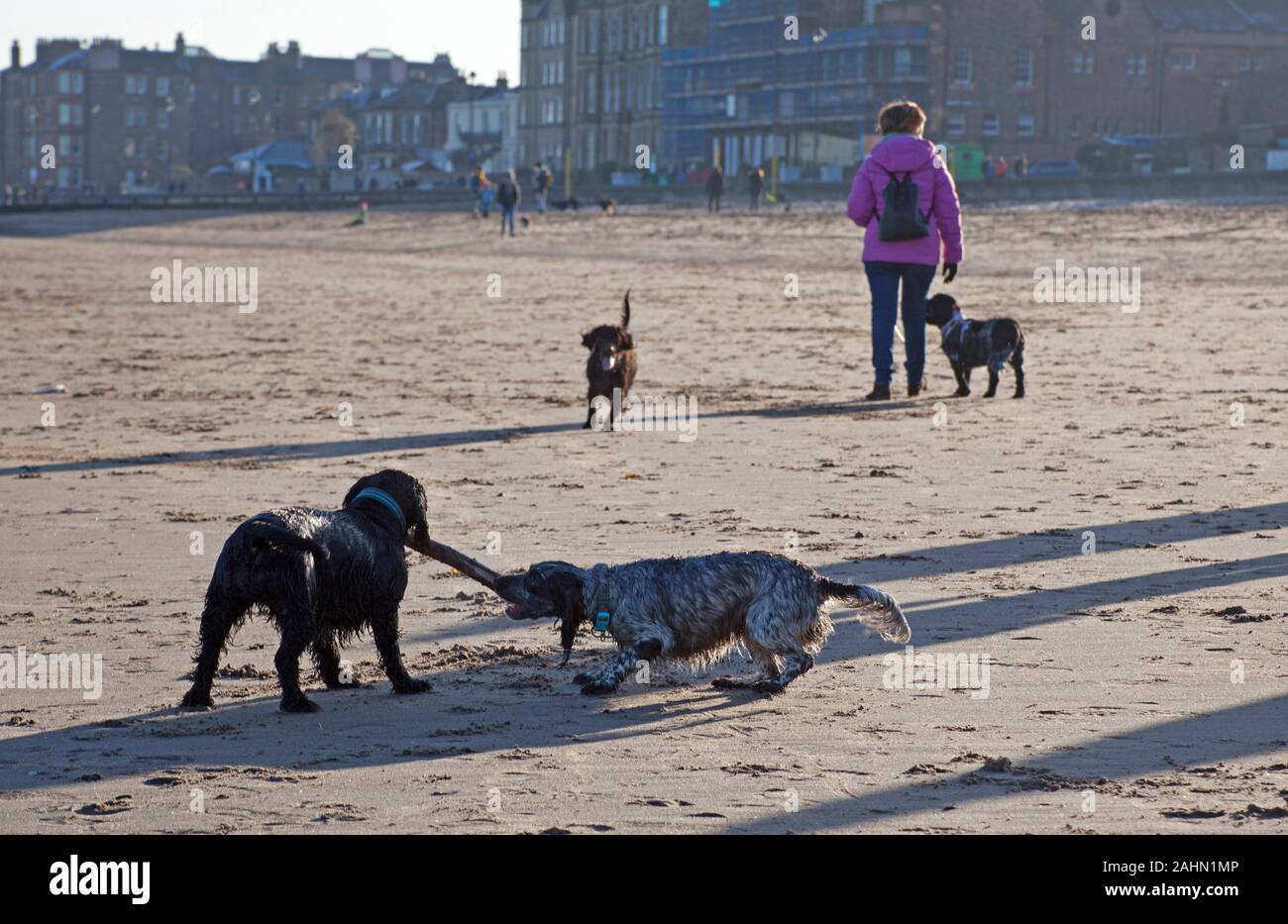 La plage de Portobello, Édimbourg, Écosse, Royaume-Uni. Le 31 décembre 2019. Après une nuit glaciale une température de -1C avec plein soleil n'a pas pris la peine ces visiteurs sur ce dernier jour de 2019, les chiens appréciant l'exercice. Banque D'Images