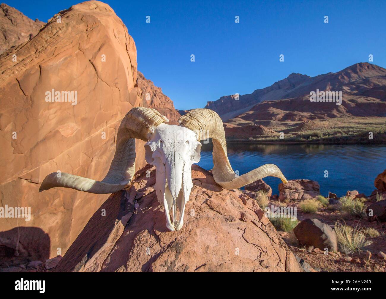 Ram crâne avec le fleuve Colorado et près de l'arrière-plan Red Rock Canyon, Arizona. Ferry Lees Banque D'Images
