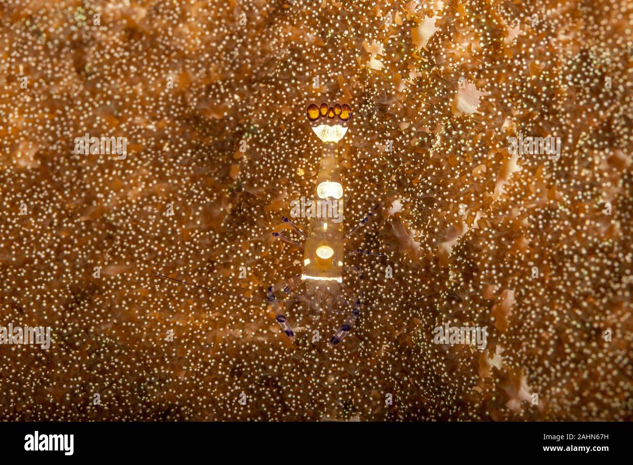 Anémone de verre ou Peacock-Tail crevettes Crevettes Periclimenes brevicarpalis, Anémone Banque D'Images