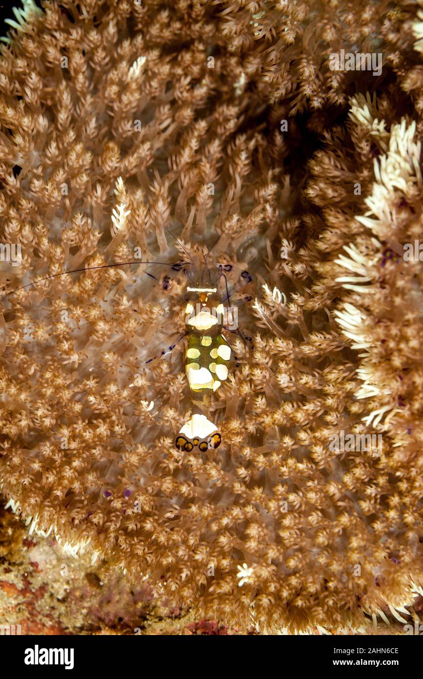 Anémone de verre ou Peacock-Tail crevettes Crevettes Periclimenes brevicarpalis, Anémone Banque D'Images