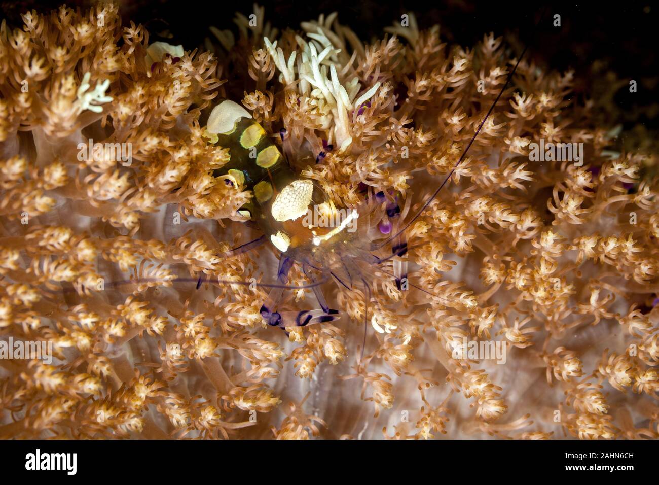 Anémone de verre ou Peacock-Tail crevettes Crevettes Periclimenes brevicarpalis, Anémone Banque D'Images