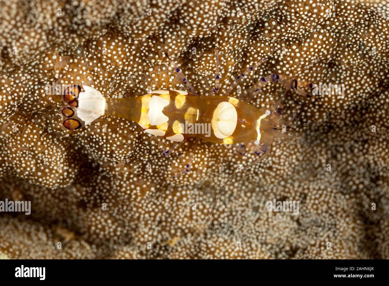 Anémone de verre ou Peacock-Tail crevettes Crevettes Periclimenes brevicarpalis, Anémone Banque D'Images