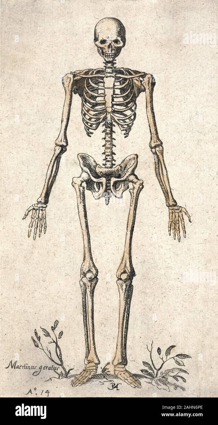 Squelette humain. Full body. Après un travail du 17ème siècle. Banque D'Images