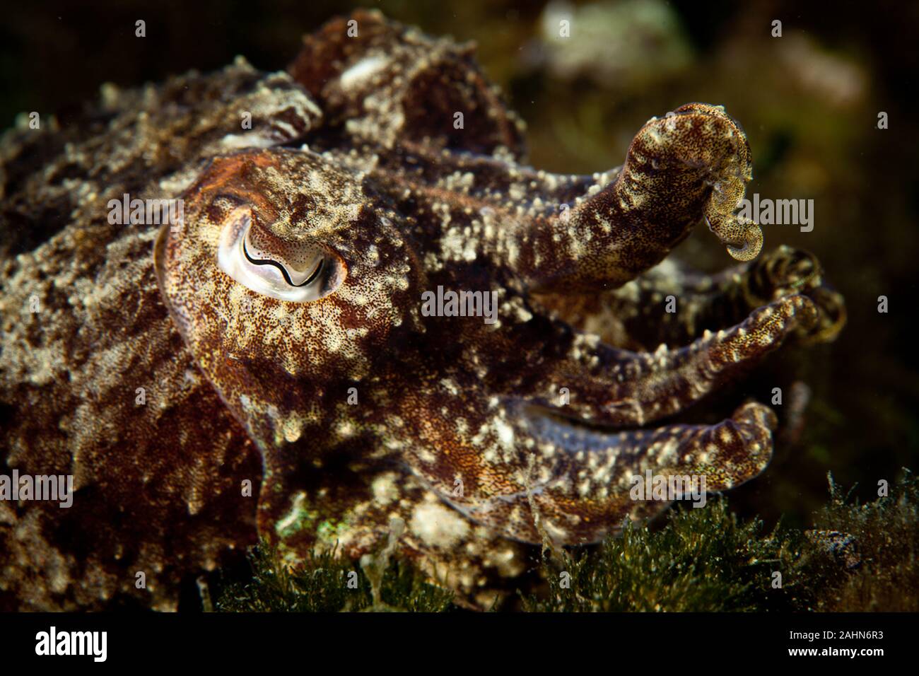 Seiche ou cuttles sont les animaux marins de l'ordre Sepiida Banque D'Images