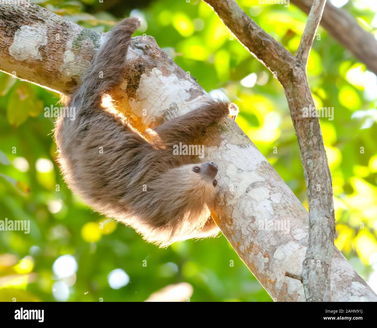 Hoffmann's Deux-toed Sloth (Choloepus hoffmanni) de Panama Banque D'Images