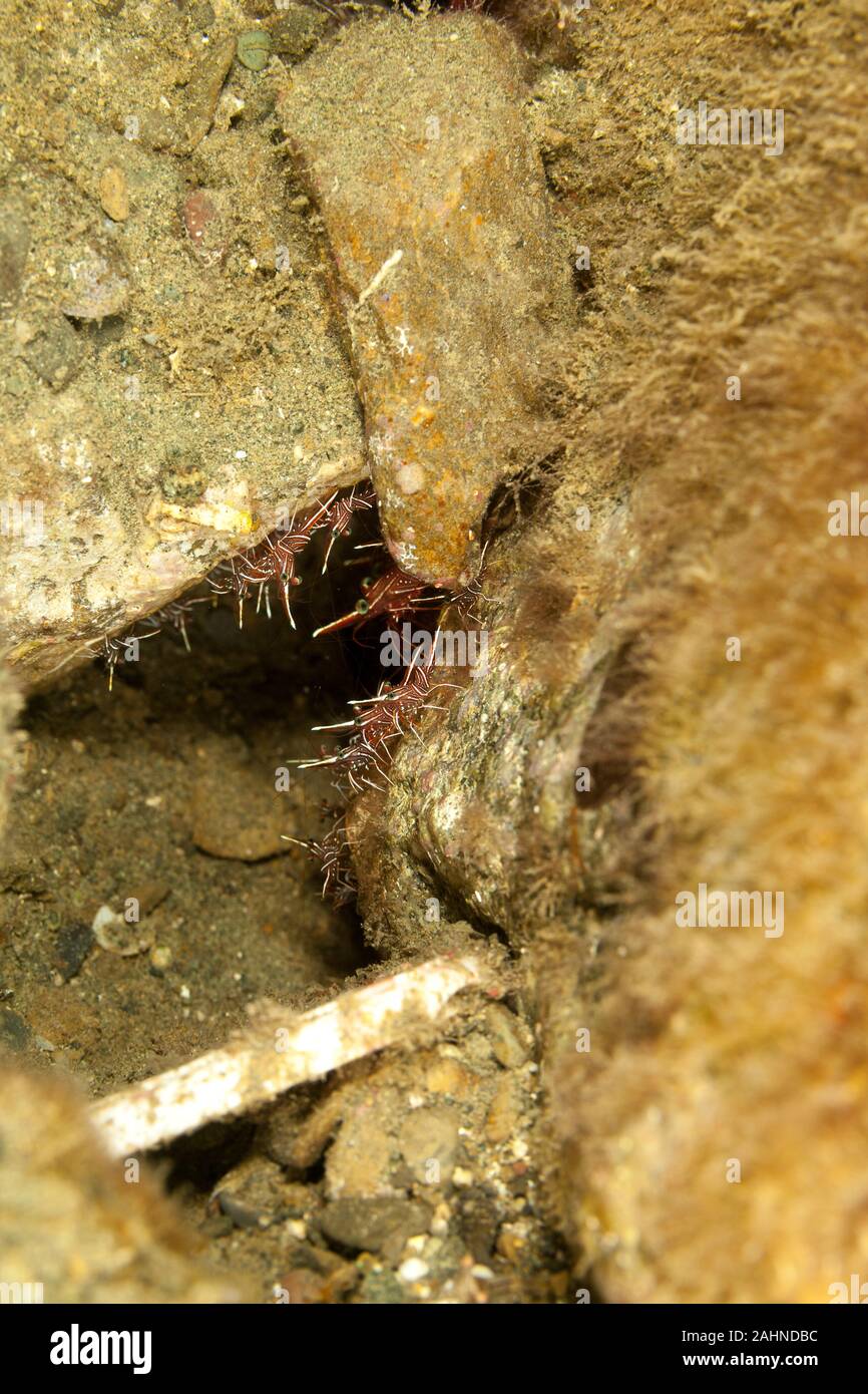 Crevettes, Hingebeak chameau Rhynchocinetes durbanensis crevette, Banque D'Images