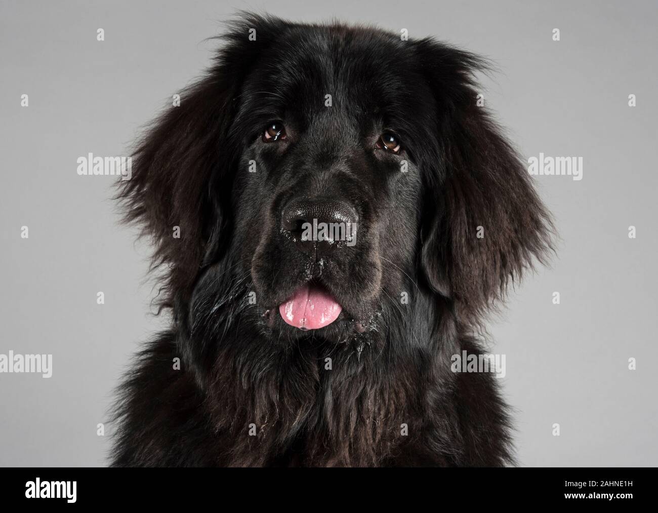 Terre-Neuve chien, femme, 6 mois, chiot, Royaume-Uni. Banque D'Images