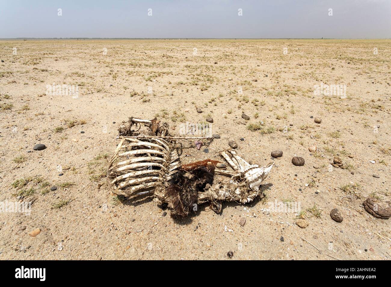 Squelette d'un animal mort dans le désert près du lac Turkana, frontière entre l'Éthiopie et le Kenya Banque D'Images