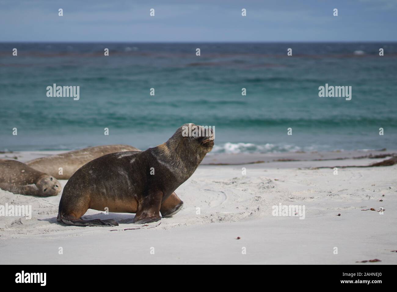 Mer du Sud masculin (Otaria flavescens) entre un groupe d'Éléphant de mer du sud (Mirounga leonina) sur l'île de Sea Lion dans les îles Falkland. Banque D'Images