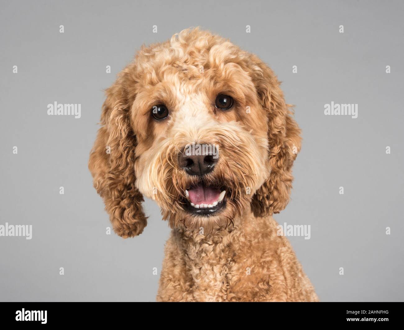 Cockapoo, Homme, 22 mois, Royaume-Uni. Banque D'Images