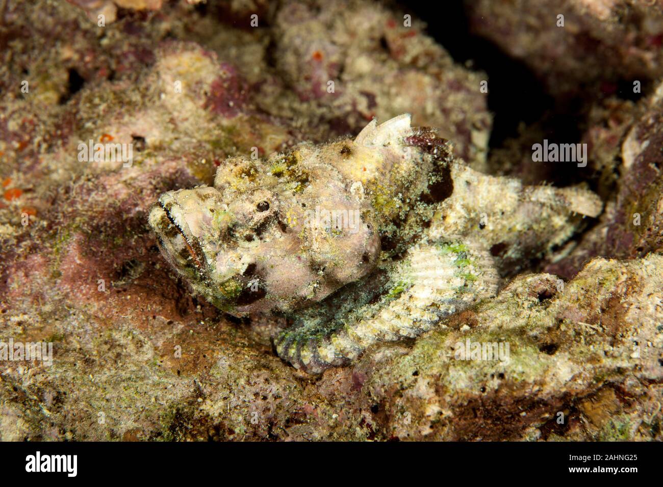 Scorpaenopsis diabolus, le faux poisson-pierre ou le diable scorpion Banque D'Images