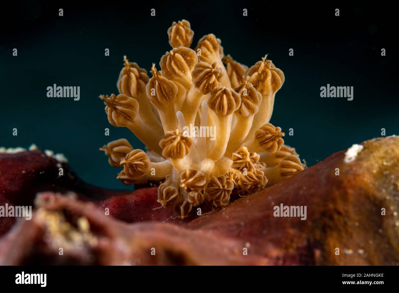 Rudman's Phyllodesmium, Phyllodesmium rudmani est une espèce de aeolid un nudibranche de la famille Facelinidae Banque D'Images