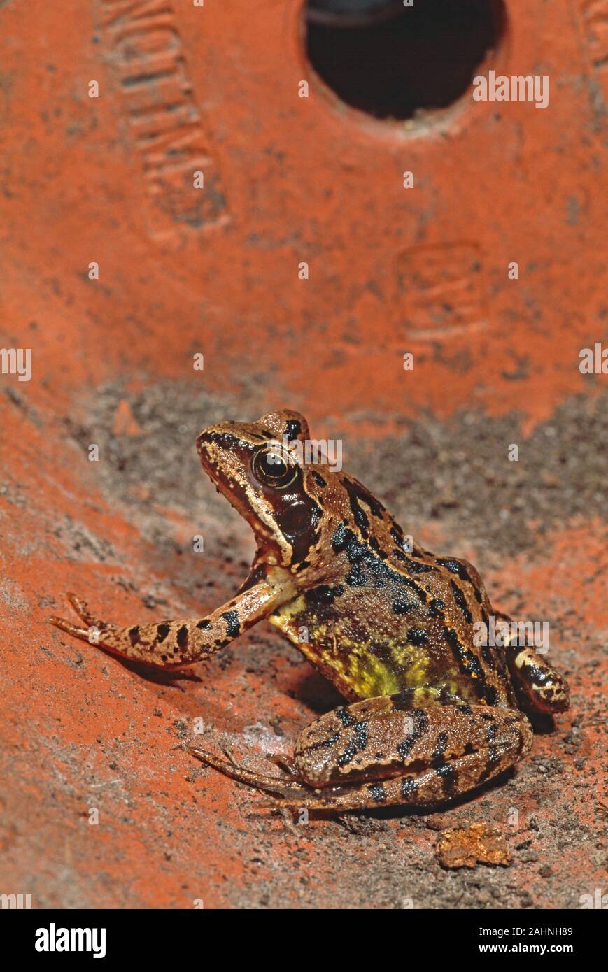 European Common frog (Rana temporaria). À l'abri dans un pot en céramique jardin désaffecté. Banque D'Images