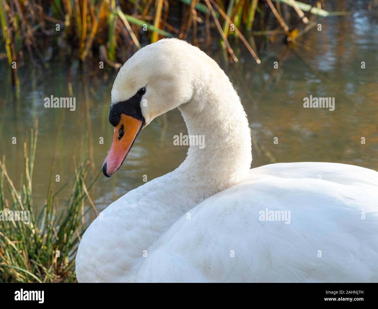 Libre de la tête, cou et dos d'un cygne muet, Cygnus olor Banque D'Images