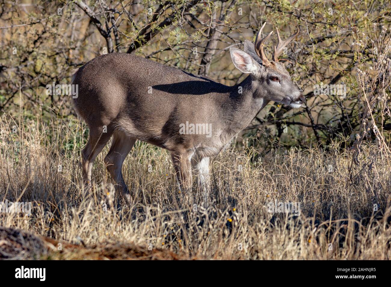 Coues' le cerf de Virginie ou Arizona le cerf de Virginie Odocoileus virginianus couesi Banque D'Images