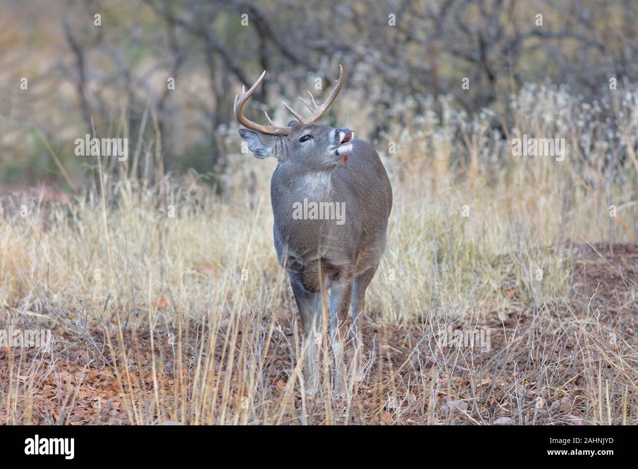 Coues' le cerf de Virginie ou Arizona le cerf de Virginie Odocoileus virginianus couesi Banque D'Images