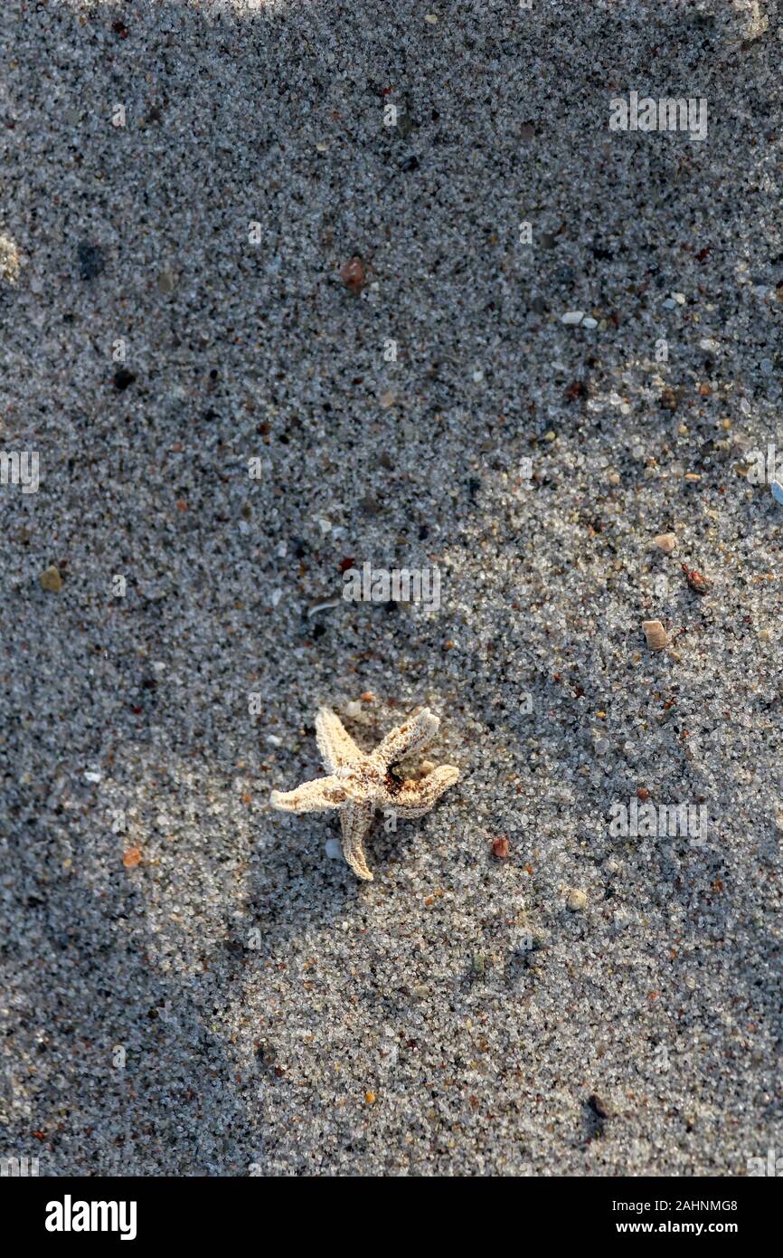 Peu d'étoiles de mer se trouve sur la plage de la mer Baltique, Hohwacht, Allemagne Banque D'Images