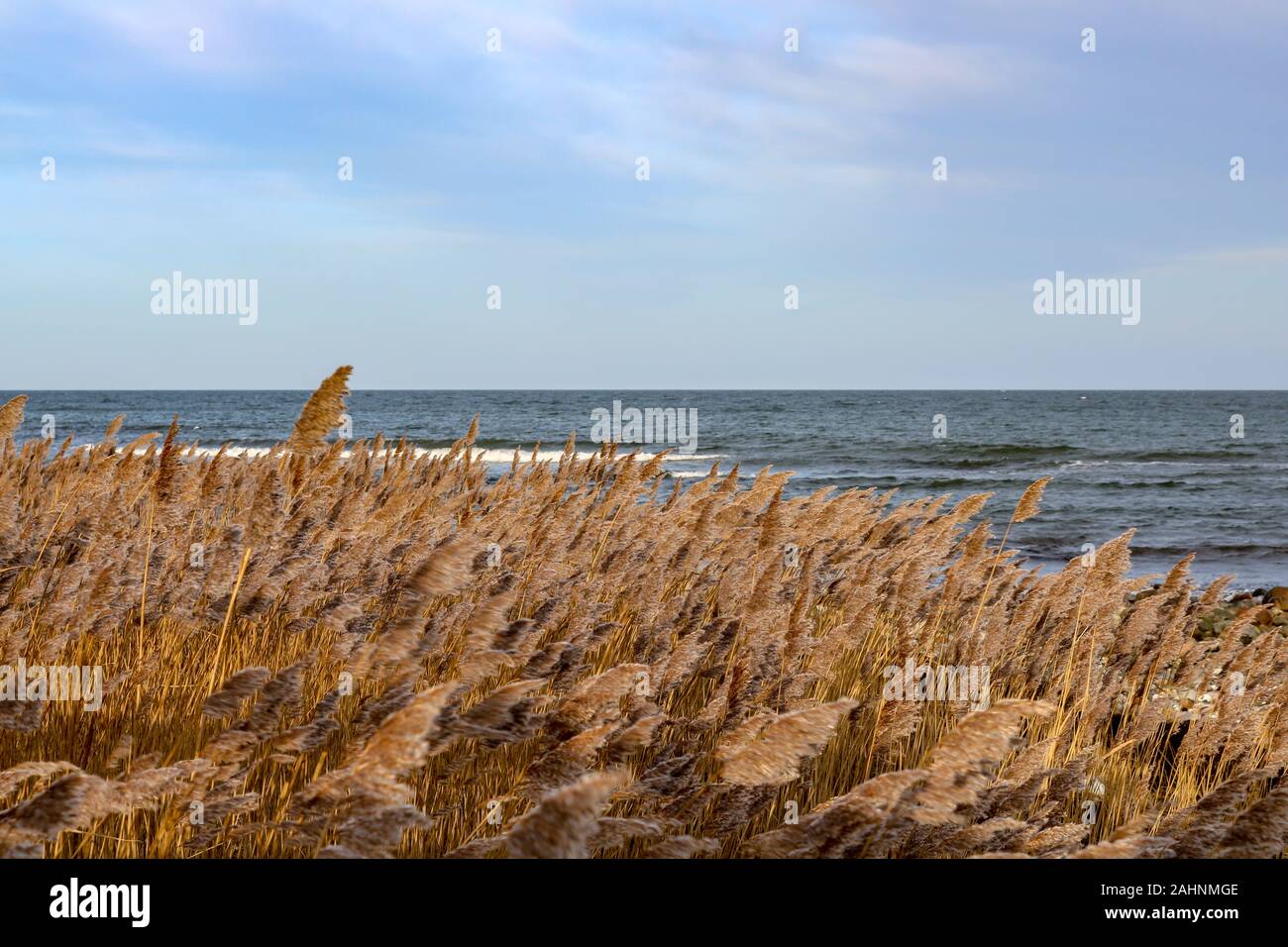 Plage sèche l'herbe dans les dunes et sur la plage de la mer Baltique, Hohwacht, Allemagne Banque D'Images