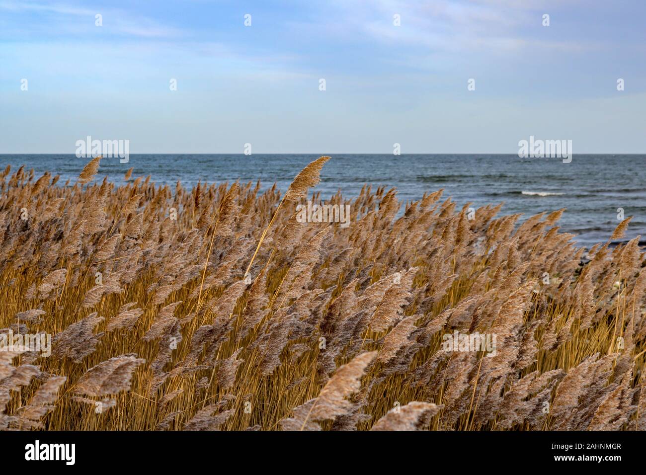 Plage sèche l'herbe dans les dunes et sur la plage de la mer Baltique, Hohwacht, Allemagne Banque D'Images