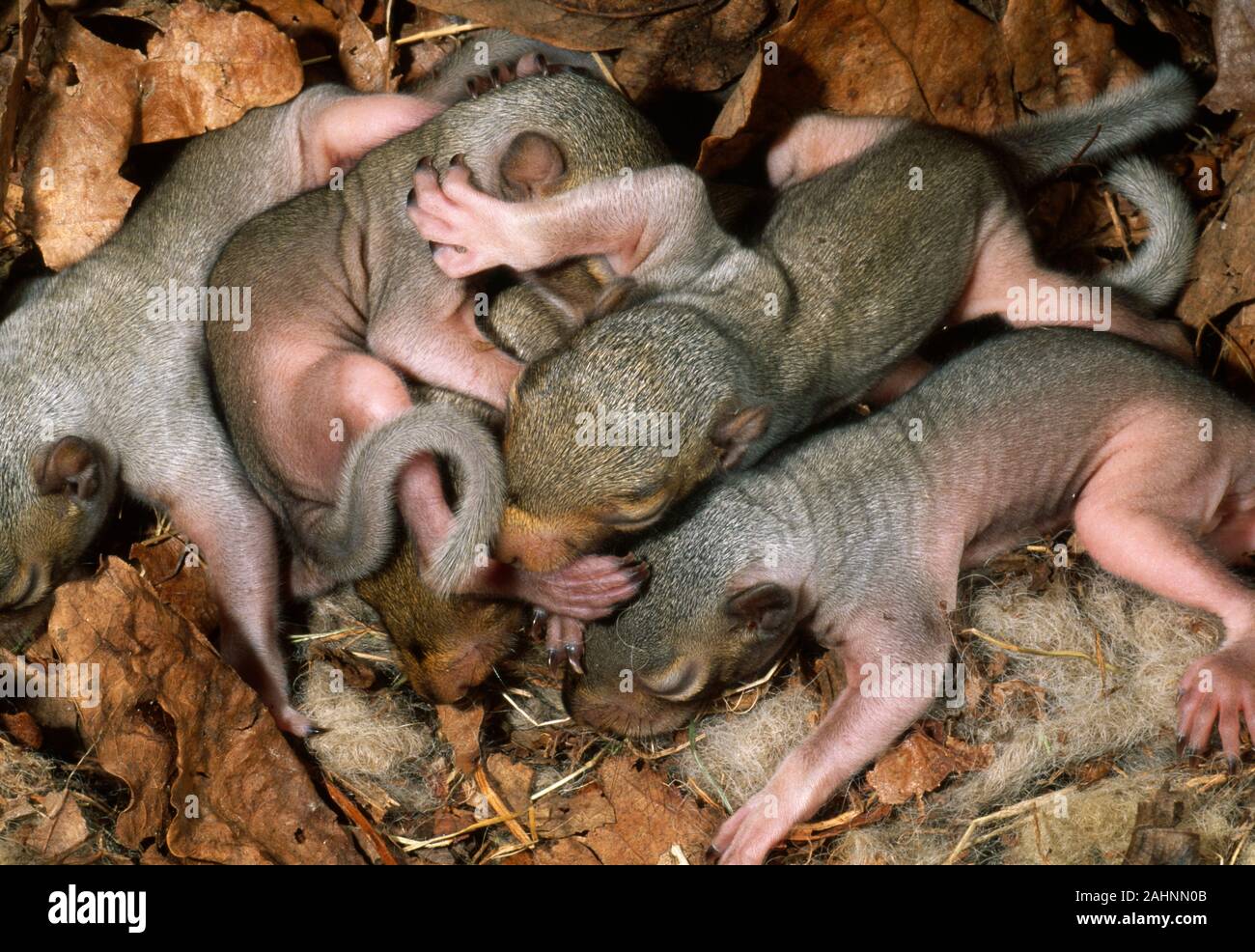 Les jeunes de l'Écureuil gris tombé vent drey (Sciurus carolinensis). Environ 14 jours avec les puces Mars Norfolk, UK Banque D'Images