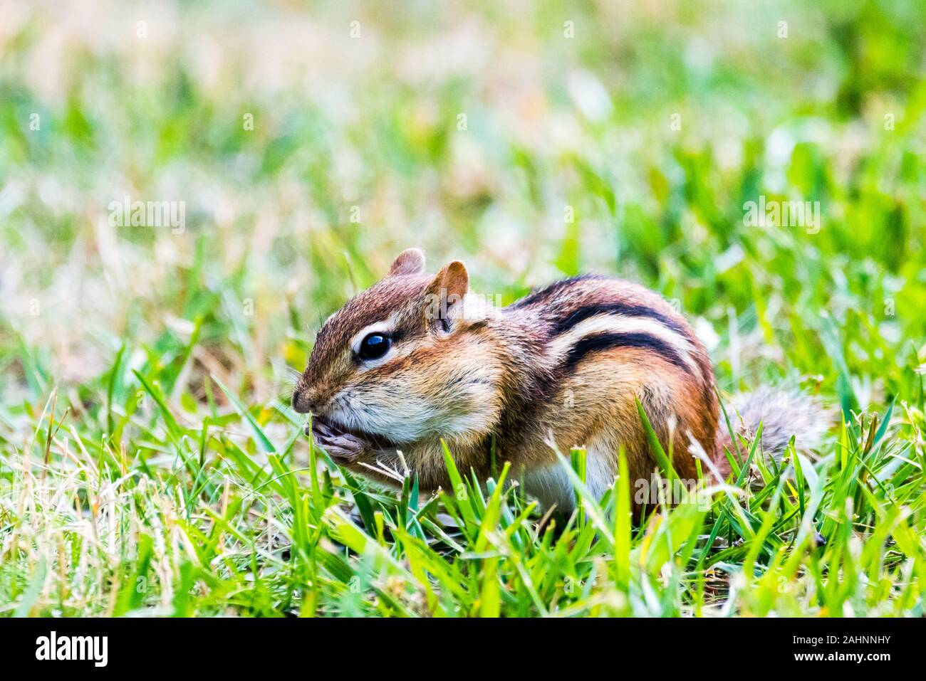 Farce Chipmunk ses joues avec la nourriture. Banque D'Images