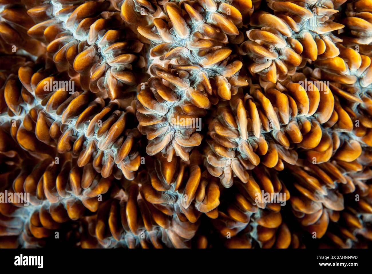 Les récifs coralliens sont construites à partir de coraux durs, qui à son tour se composent de polypes de l'éducation dans la nature. Banque D'Images