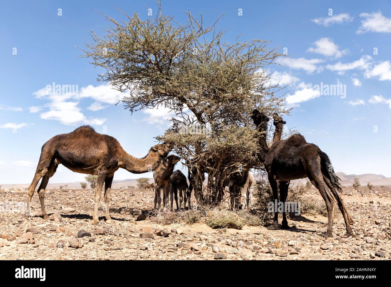 Troupeau de chameaux maroc Banque de photographies et d’images à haute