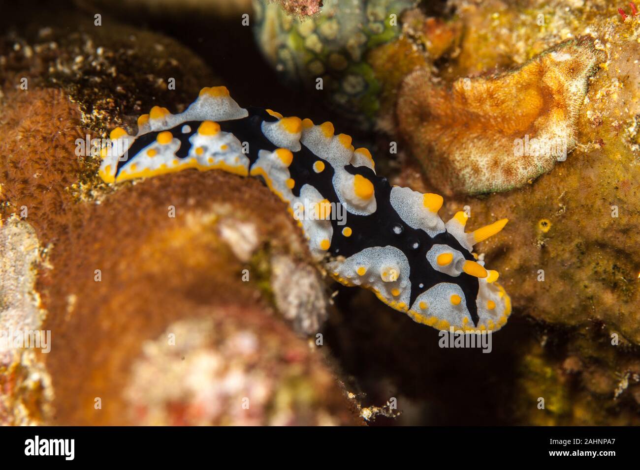 Phyllididia, sea slug, un nudibranche dorid Banque D'Images