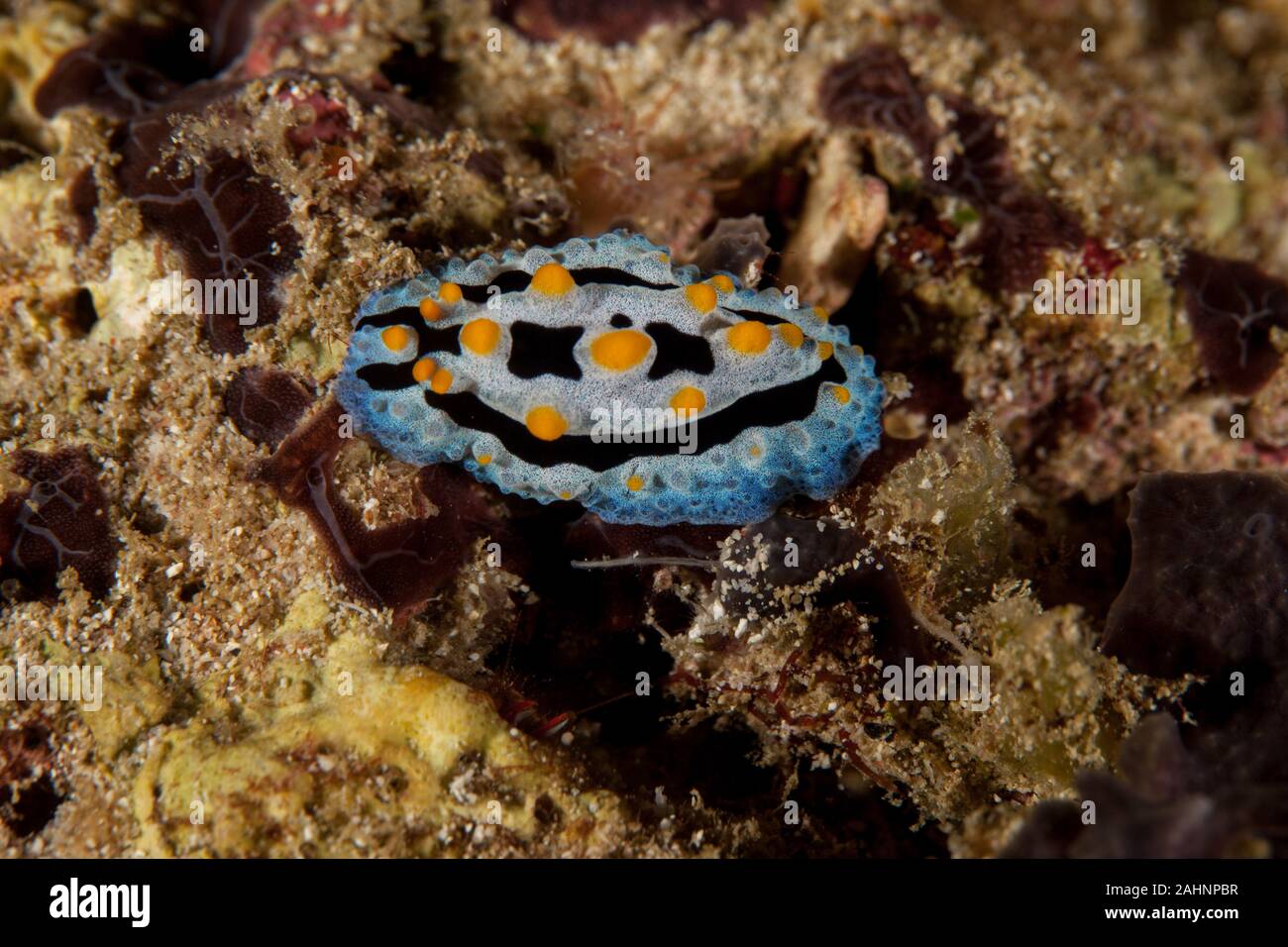 Phyllididia, sea slug, un nudibranche dorid Banque D'Images