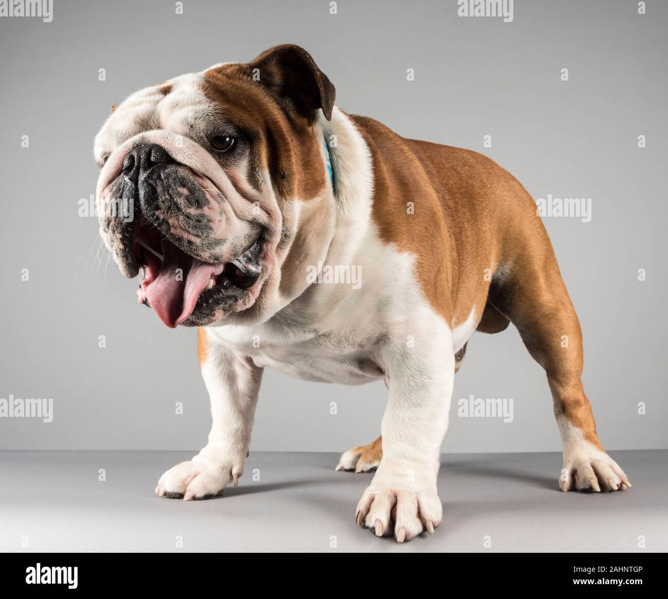 Anglais/British Bulldog, Royaume-Uni. Banque D'Images