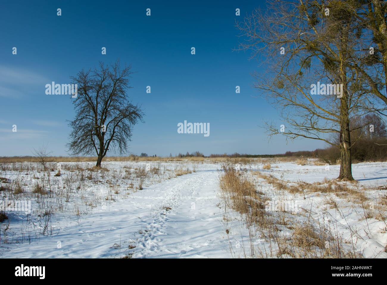 Neige sur la prairie et les arbres, hiver ensoleillé jour Banque D'Images