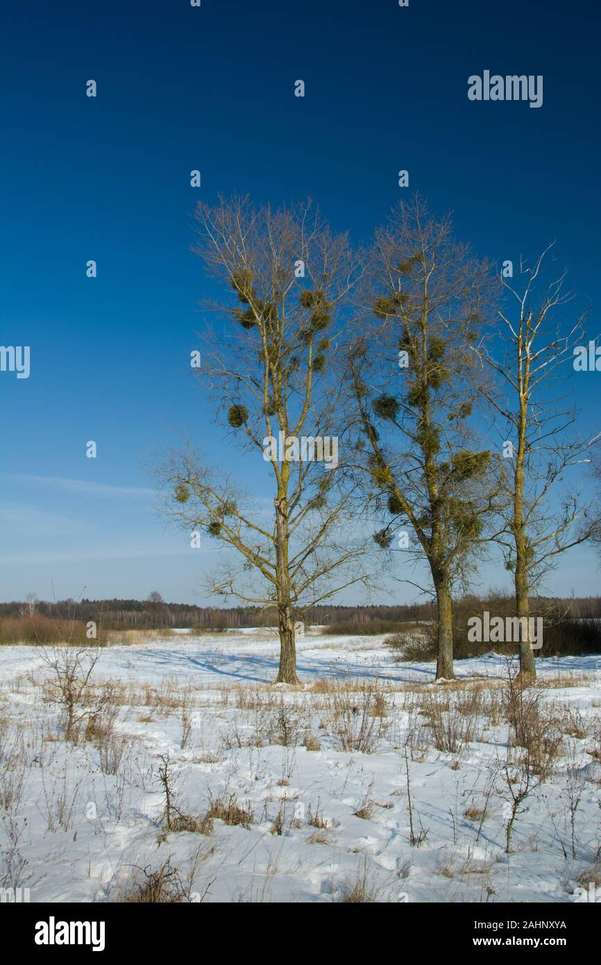Neige sur la prairie et les arbres, hiver ensoleillé jour Banque D'Images