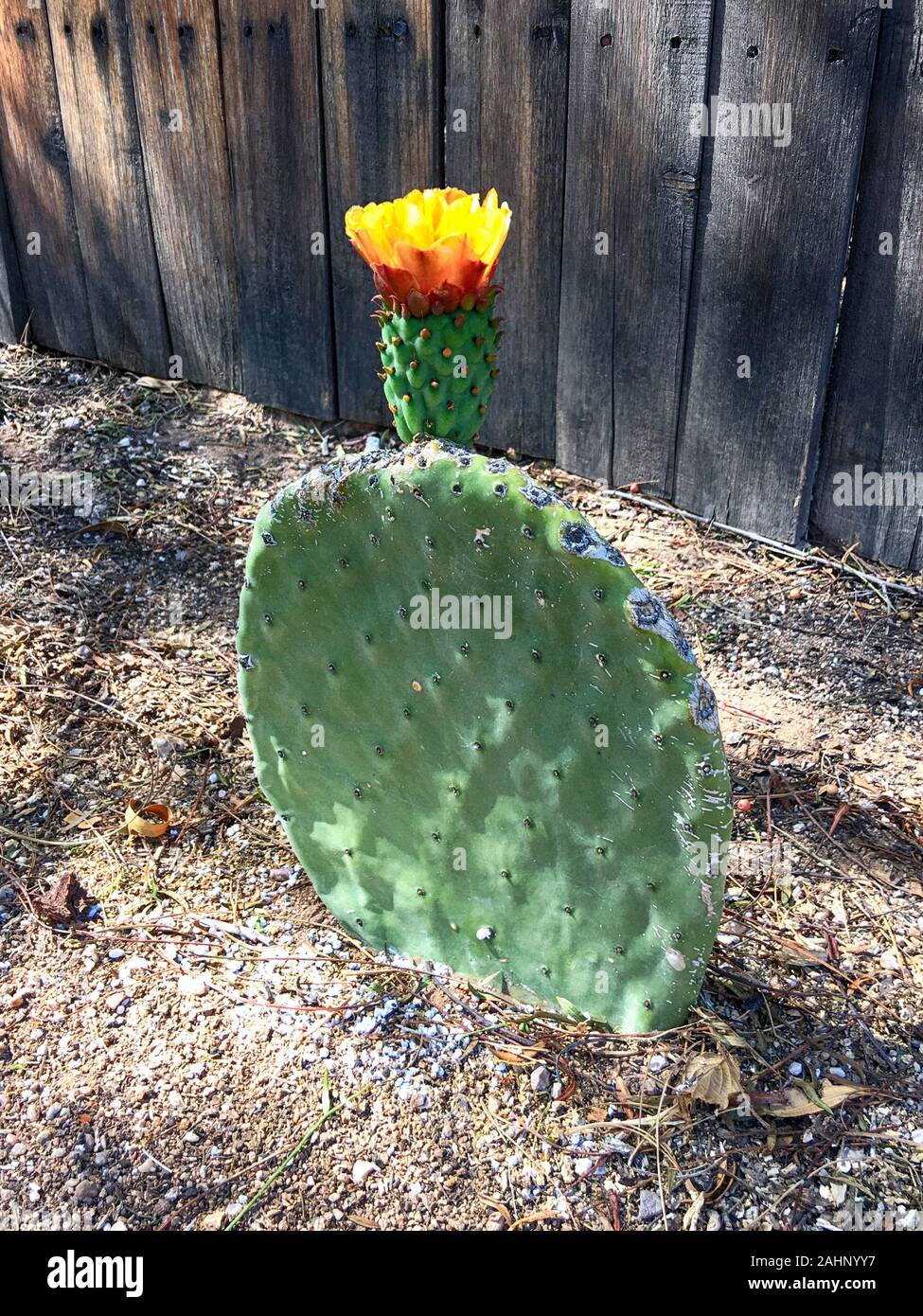 La floraison Nopales spineless Prickly Pear Cactus dans Tucson AZ Banque D'Images